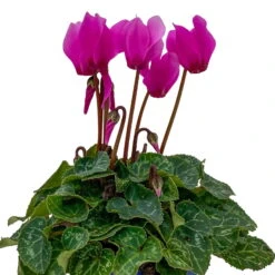 Alpenveilchen, Farben Zufällig, Mini, Topf-Ø 6 Cm, 12er-Set -Bio Pflanzen Verkauf 0664400085 Cyclamen Mini lila T6 12er Set 7 2b 116245