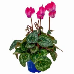 Alpenveilchen, Farben Zufällig, Mini, Topf-Ø 6 Cm, 12er-Set -Bio Pflanzen Verkauf 0664400085 Cyclamen Mini rosa T6 12er Set 2 2a 116243