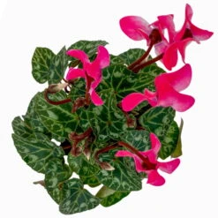 Alpenveilchen, Farben Zufällig, Mini, Topf-Ø 6 Cm, 12er-Set -Bio Pflanzen Verkauf 0664400085 Cyclamen Mini rosa T6 12er Set 5 2a 116244