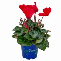 Alpenveilchen, Farben Zufällig, Mini, Topf-Ø 6 Cm, 12er-Set -Bio Pflanzen Verkauf 0664400085 Cyclamen Mini rot T6 12er Set 2 2a 116240