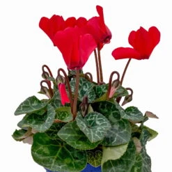 Alpenveilchen, Farben Zufällig, Mini, Topf-Ø 6 Cm, 12er-Set -Bio Pflanzen Verkauf 0664400085 Cyclamen Mini rot T6 12er Set 2 2b 116239
