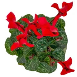 Alpenveilchen, Farben Zufällig, Mini, Topf-Ø 6 Cm, 12er-Set -Bio Pflanzen Verkauf 0664400085 Cyclamen Mini rot T6 12er Set 6 2a 116241
