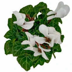 Alpenveilchen, Farben Zufällig, Mini, Topf-Ø 6 Cm, 12er-Set -Bio Pflanzen Verkauf 0664400085 Cyclamen Mini weiss T6 12er Set 1 2a 116235
