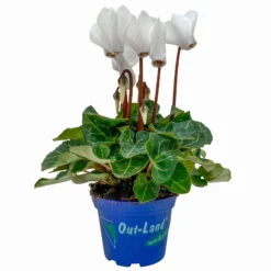 Alpenveilchen, Farben Zufällig, Mini, Topf-Ø 6 Cm, 12er-Set -Bio Pflanzen Verkauf 0664400085 Cyclamen Mini weiss T6 12er Set 2 2a 116234