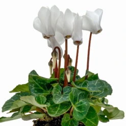 Alpenveilchen, Farben Zufällig, Mini, Topf-Ø 6 Cm, 12er-Set -Bio Pflanzen Verkauf 0664400085 Cyclamen Mini weiss T6 12er Set 2 2b 116233