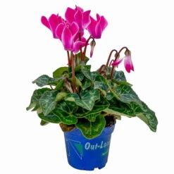 Alpenveilchen, Farben Zufällig, Mini, Topf-Ø 6 Cm, 12er-Set -Bio Pflanzen Verkauf 0664400085 Cyclamen Mini zweifarbig T6 12er Set 2 2a 116237
