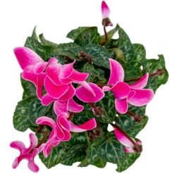 Alpenveilchen, Farben Zufällig, Mini, Topf-Ø 6 Cm, 12er-Set -Bio Pflanzen Verkauf 0664400085 Cyclamen Mini zweifarbig T6 12er Set 5 2a 116238