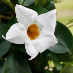 Dipladenie Weiß, Busch, Topf-Ø 13/14 Cm, 3er-Set -Bio Pflanzen Verkauf 0670110018 0670110078 0670110104 0670110124 0670110126 0670110129 0670110132 0670110147 0670110212 0670110218 0670110140 Dipladenia Busch weiss 76809