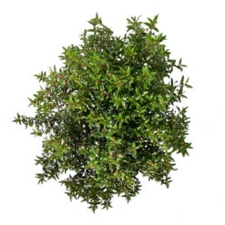 Myrte Weiß, Busch, Topf-Ø 19 Cm, Höhe Ca. 35 Cm -Bio Pflanzen Verkauf 0670200105 Myrtus microphylla T19 Busch 6 109783