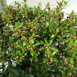 Myrte Weiß, Busch, Topf-Ø 19 Cm, Höhe Ca. 35 Cm -Bio Pflanzen Verkauf 0670200105 Myrtus microphylla T19 Busch 8 109725