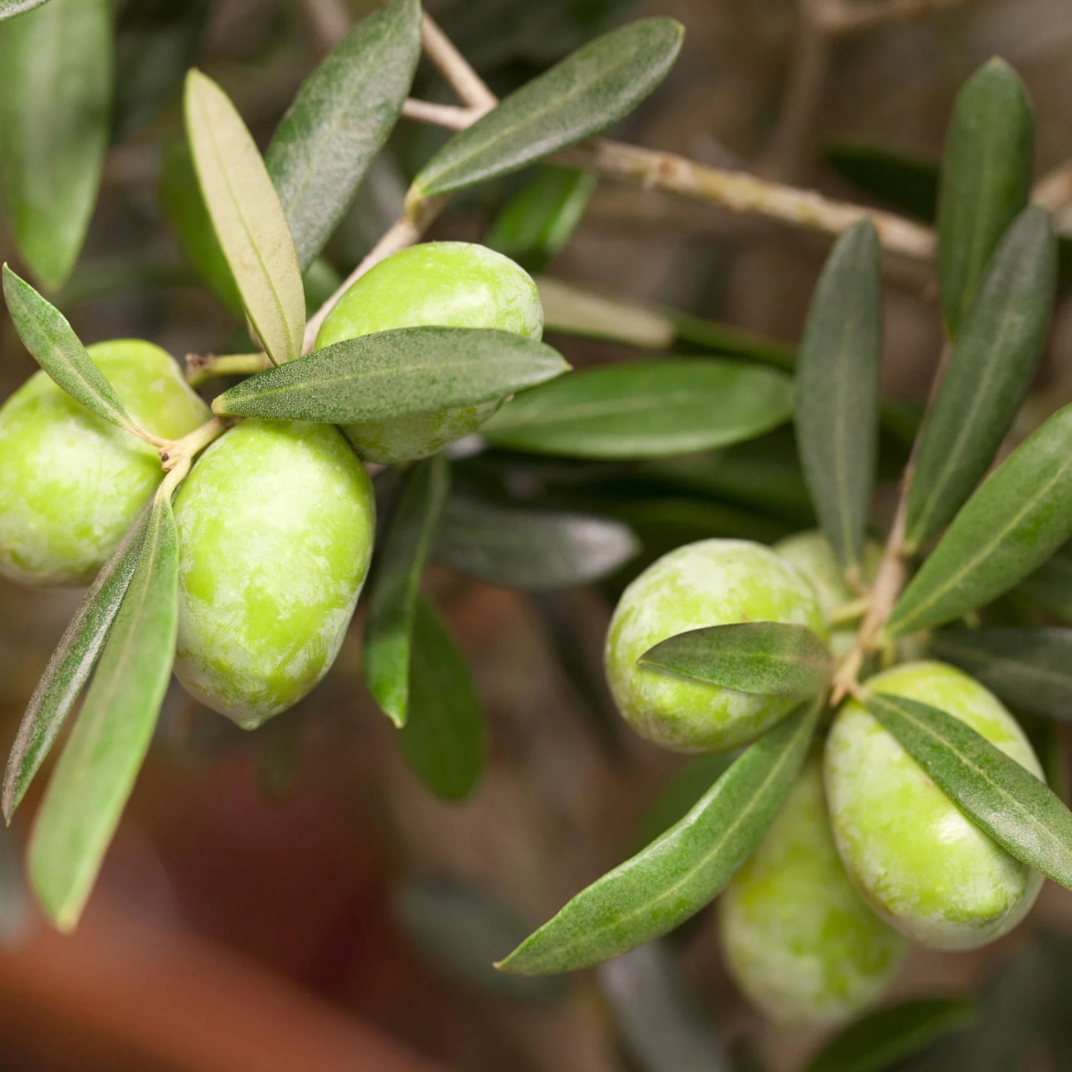 Olivenbaum, Stamm, Topf-Ø 22 Cm, Höhe Ca. 100 Cm 2 Olivenbaum, Stamm, Topf-Ø 22 Cm, Höhe Ca. 100 Cm – Bild 2