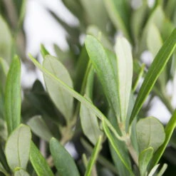 Olivenbaum, Stamm, Topf-Ø 22 Cm, Höhe Ca. 100 Cm 9 Olivenbaum, Stamm, Topf-Ø 22 Cm, Höhe Ca. 100 Cm -Bio Pflanzen Verkauf 0680200048 0680200051 0680200054 0680200057 0680200061 0680200075 Koelle Olea europaea Busch 76777 2