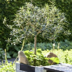 Olivenbaum, Stamm, Topf-Ø 22 Cm, Höhe Ca. 100 Cm 11 Olivenbaum, Stamm, Topf-Ø 22 Cm, Höhe Ca. 100 Cm -Bio Pflanzen Verkauf 0680200057 0680200075 Olivenstaemmchen Stimmung 76778