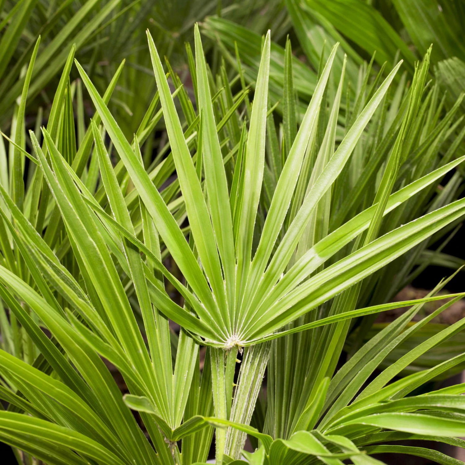 Chamaerops Humilis 'Compacta', Topf-Ø 23 Cm, Höhe Ca. 50 Cm 2 Chamaerops Humilis 'Compacta', Topf-Ø 23 Cm, Höhe Ca. 50 Cm – Bild 2