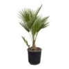 Chamaerops Humilis 'Sicilia', Topf-Ø 22 Cm, Höhe Ca. 80 Cm