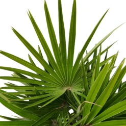 Chamaerops Humilis 'Sicilia', Topf-Ø 24 Cm, Höhe Ca. 60 Cm -Bio Pflanzen Verkauf 0680300070 0680300001 Chamaerops humilis Sicilia T24 1545Fich Vulcano H80 78696