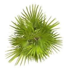 Bio Pflanzen Verkauf -Bio Pflanzen Verkauf 0680300070 Chamaerops humilis Schale T24 Sicilia H80 8 92463