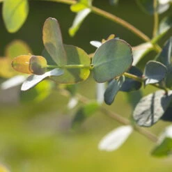 Eukalyptus, Stamm, Topf-Ø 21 Cm, Höhe Ca. 90 Cm -Bio Pflanzen Verkauf 0680400001 0680400007 0680400010 0680400016 0680400019 0680400021 Eucalyptus gunii Busch1 77878 1