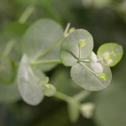 Eukalyptus 'Baby Blue', Busch, Topf-Ø 14 Cm, Höhe Ca. 25 Cm, 2er-Set -Bio Pflanzen Verkauf 0680400001 0680400007 0680400010 0680400016 0680400019 0680400021 Eucalyptus gunii Busch 77876