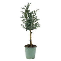 Eukalyptus, Stamm, Topf-Ø 17 Cm, Höhe Ca. 60 Cm -Bio Pflanzen Verkauf 0680400002 Eucalyptus gunnii Stamm T17 2 107142