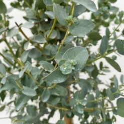 Eukalyptus, Stamm, Topf-Ø 17 Cm, Höhe Ca. 60 Cm -Bio Pflanzen Verkauf 0680400002 Eucalyptus gunnii Stamm T17 3 106634