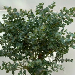 Eukalyptus, Stamm, Topf-Ø 17 Cm, Höhe Ca. 60 Cm -Bio Pflanzen Verkauf 0680400002 Eucalyptus gunnii Stamm T17 5 114146
