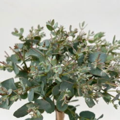 Eukalyptus, Stamm, Topf-Ø 12 Cm -Bio Pflanzen Verkauf 0680400032 Eucalyptus gunnii Stamm T12 5 106639