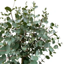 Eukalyptus, Stamm, Topf-Ø 21 Cm, Höhe Ca. 90 Cm -Bio Pflanzen Verkauf 0680400038 Eucalyptus gunnii Stamm T21 3 93387