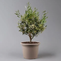 Olivenbaum, Busch, Topf-Ø 24 Cm, Höhe Ca. 80 Cm -Bio Pflanzen Verkauf 0681100004 Koelle Olea europaea T24 Busch 2 125585