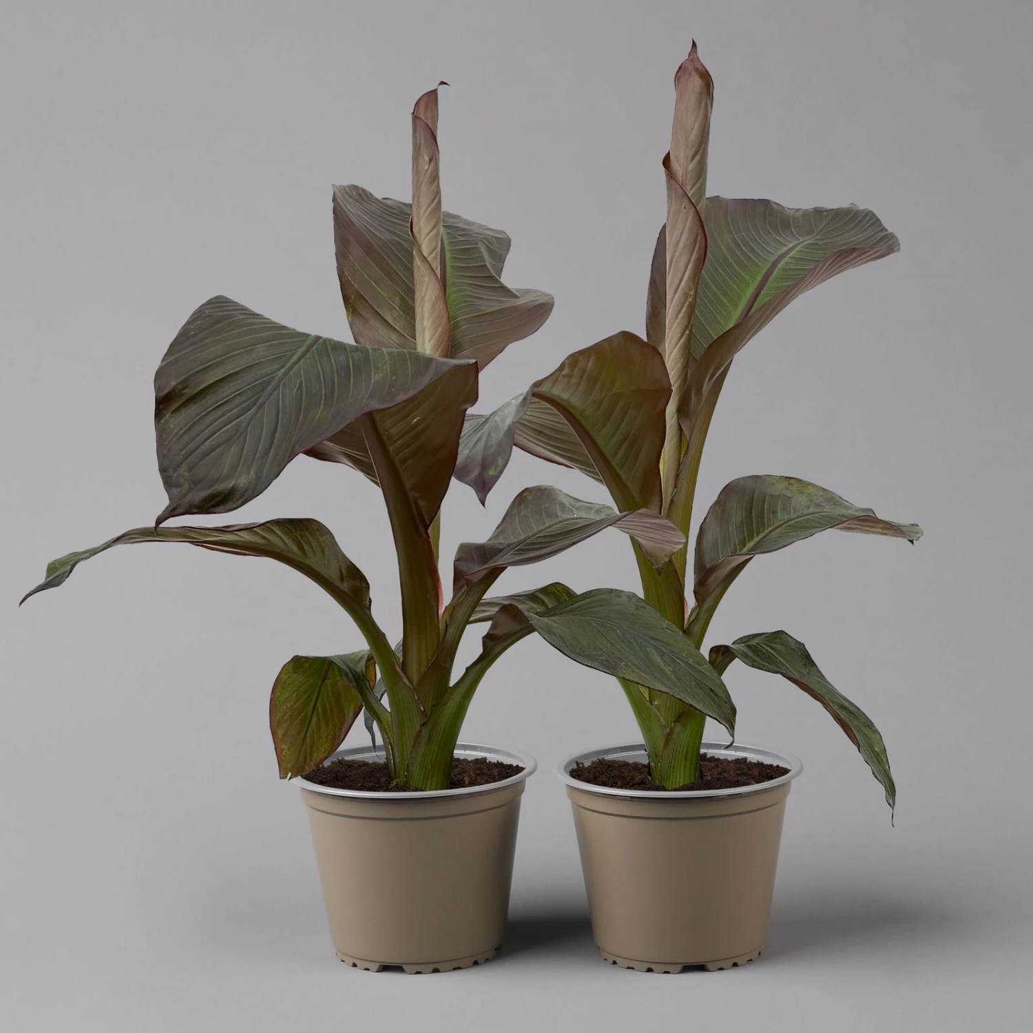 Rote Zierbanane, Topf-Ø 14 Cm, Höhe Ca. 40 Cm, 2er-Set 1 Rote Zierbanane, Topf-Ø 14 Cm, Höhe Ca. 40 Cm, 2er-Set