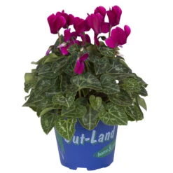 Alpenveilchen 'Outland', Lila/rosa, Topf-Ø 10,5 Cm, 6er-Set -Bio Pflanzen Verkauf 0690100131 koelle cyclamen t105 lila outland 1 68833