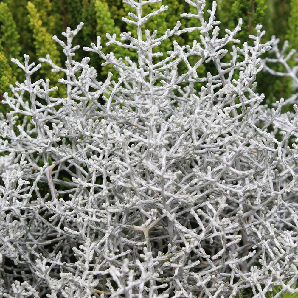 Calocephalus & Mühlenbeckie, Topf-Ø 23 Cm 5 Calocephalus & Mühlenbeckie, Topf-Ø 23 Cm – Bild 5