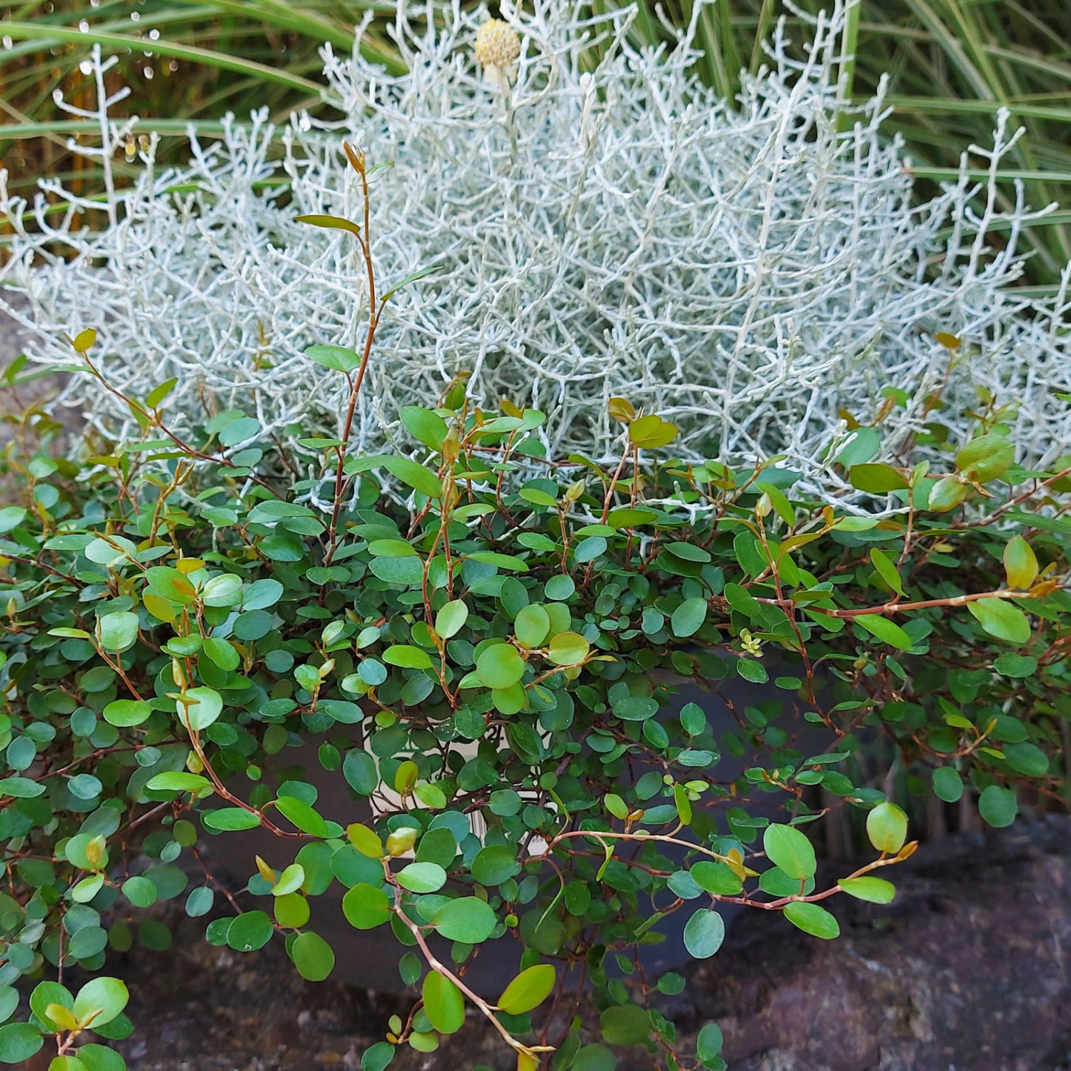 Calocephalus & Mühlenbeckie, Topf-Ø 23 Cm 1 Calocephalus & Mühlenbeckie, Topf-Ø 23 Cm