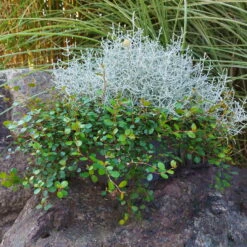 Calocephalus & Mühlenbeckie, Topf-Ø 23 Cm 10 Calocephalus & Mühlenbeckie, Topf-Ø 23 Cm -Bio Pflanzen Verkauf 0690100359 Calocephalus Muehlenbeckia XXL Schale T27 Mueca WS 2 94958