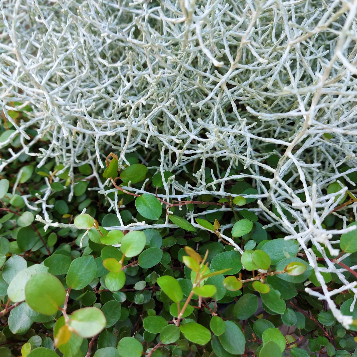 Calocephalus & Mühlenbeckie, Topf-Ø 23 Cm 2 Calocephalus & Mühlenbeckie, Topf-Ø 23 Cm – Bild 2