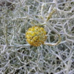 Calocephalus & Mühlenbeckie, Topf-Ø 23 Cm 11 Calocephalus & Mühlenbeckie, Topf-Ø 23 Cm -Bio Pflanzen Verkauf 0690100359 Calocephalus Muehlenbeckia XXL Schale T27 Mueca WS 4 94959