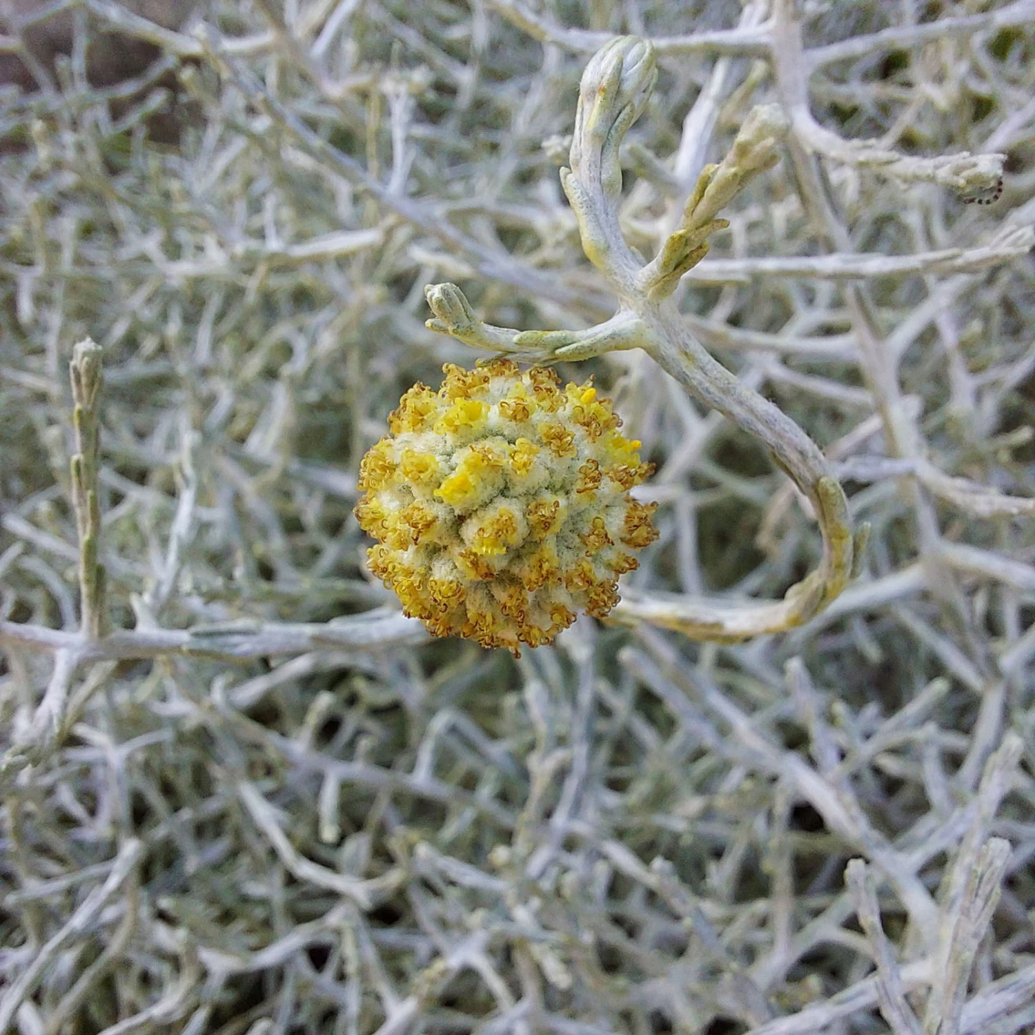 Calocephalus & Mühlenbeckie, Topf-Ø 23 Cm 4 Calocephalus & Mühlenbeckie, Topf-Ø 23 Cm – Bild 4