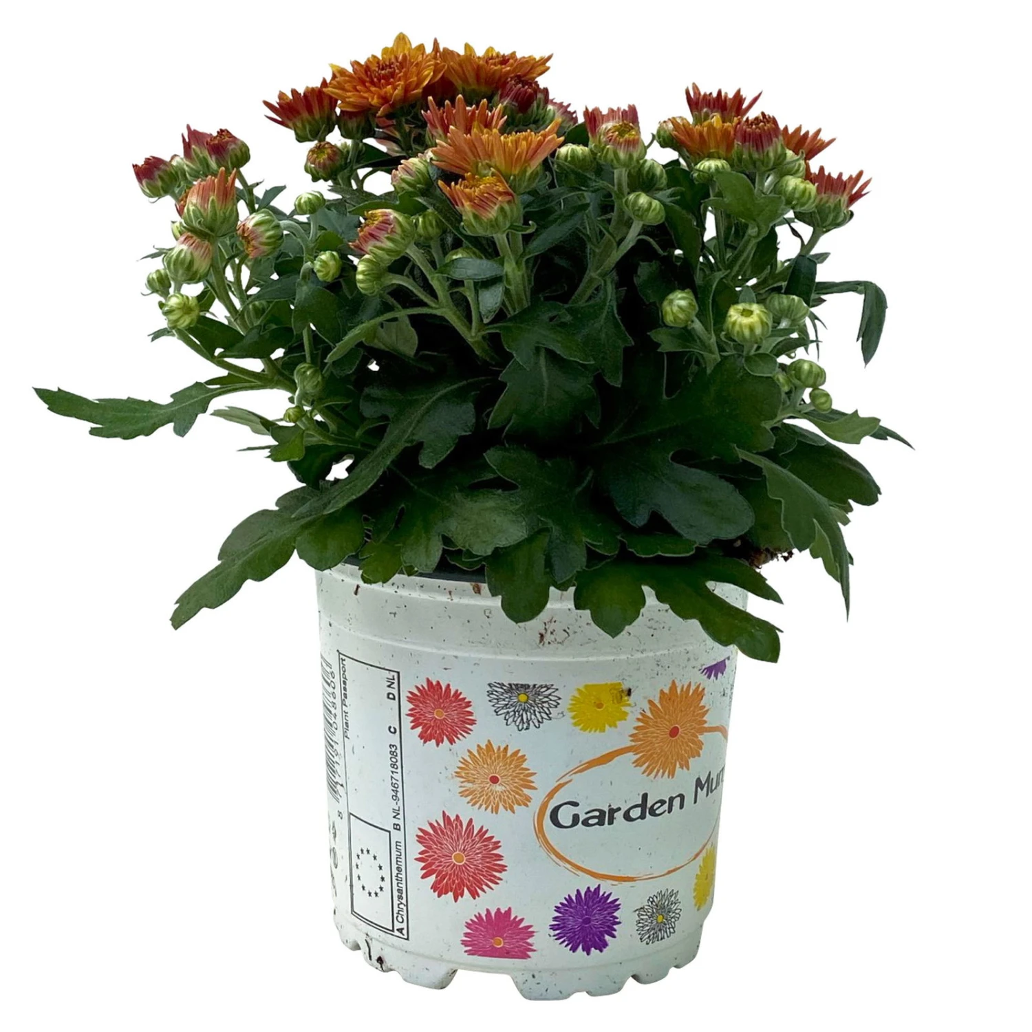 Chrysanthemen Bronze, Topf-Ø 10,5 Cm, 8er-Set 1 Chrysanthemen Bronze, Topf-Ø 10,5 Cm, 8er-Set