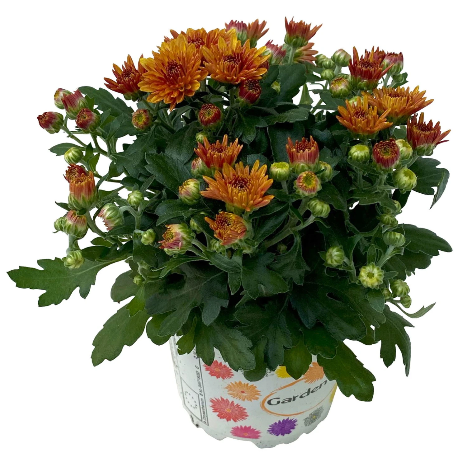 Chrysanthemen Bronze, Topf-Ø 10,5 Cm, 8er-Set 2 Chrysanthemen Bronze, Topf-Ø 10,5 Cm, 8er-Set – Bild 2