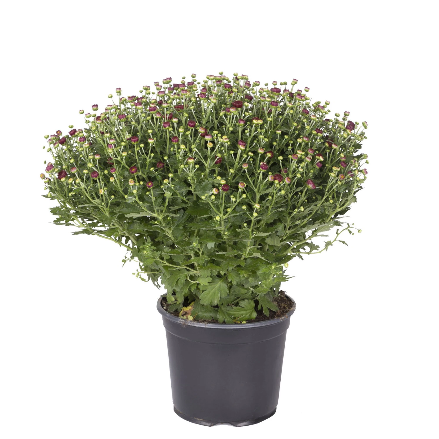 Chrysanthemen-Busch, Gelb-bronze-rot, Topf-Ø 19 Cm, 3er-Set 5 Chrysanthemen-Busch, Gelb-bronze-rot, Topf-Ø 19 Cm, 3er-Set – Bild 5