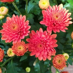 Chrysanthemen-Busch, Gelb-bronze-rot, Topf-Ø 19 Cm, 3er-Set 16 Chrysanthemen-Busch, Gelb-bronze-rot, Topf-Ø 19 Cm, 3er-Set -Bio Pflanzen Verkauf 0690130119 Chrysanthemum multiflora Buesche bronze image003 79590