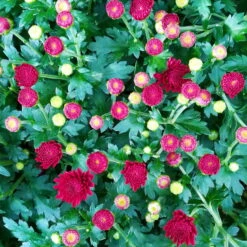 Chrysanthemen-Busch, Gelb-bronze-rot, Topf-Ø 19 Cm, 3er-Set 13 Chrysanthemen-Busch, Gelb-bronze-rot, Topf-Ø 19 Cm, 3er-Set -Bio Pflanzen Verkauf 0690130123 Chrysanthemum multiflora Buesche rot image002 79592