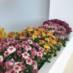 Chrysanthemen 'Amarena Orange', Gelb-bronze, Topf-Ø 14 Cm, 4er-Set 17 Chrysanthemen 'Amarena Orange', Gelb-bronze, Topf-Ø 14 Cm, 4er-Set -Bio Pflanzen Verkauf 0690130142 0690130143 0690130144 Chrysanthemum multiflora 4er Set 80300