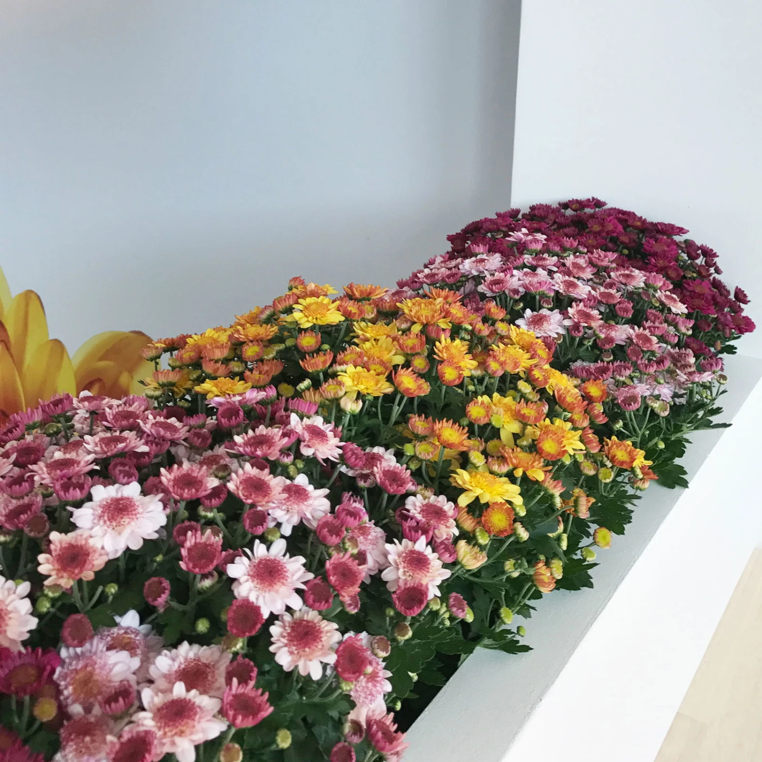 Chrysanthemen 'Amarena Orange', Gelb-bronze, Topf-Ø 14 Cm, 4er-Set 8 Chrysanthemen 'Amarena Orange', Gelb-bronze, Topf-Ø 14 Cm, 4er-Set – Bild 8