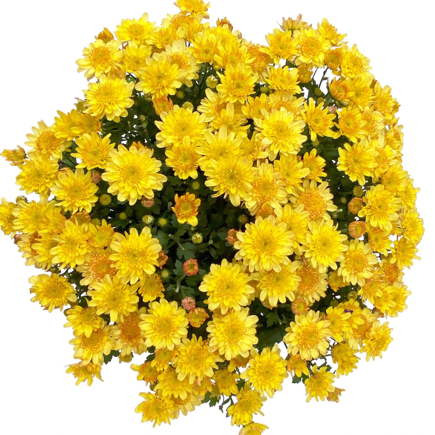 Chrysanthemen 'Amarena Orange', Gelb-bronze, Topf-Ø 14 Cm, 4er-Set 3 Chrysanthemen 'Amarena Orange', Gelb-bronze, Topf-Ø 14 Cm, 4er-Set – Bild 3