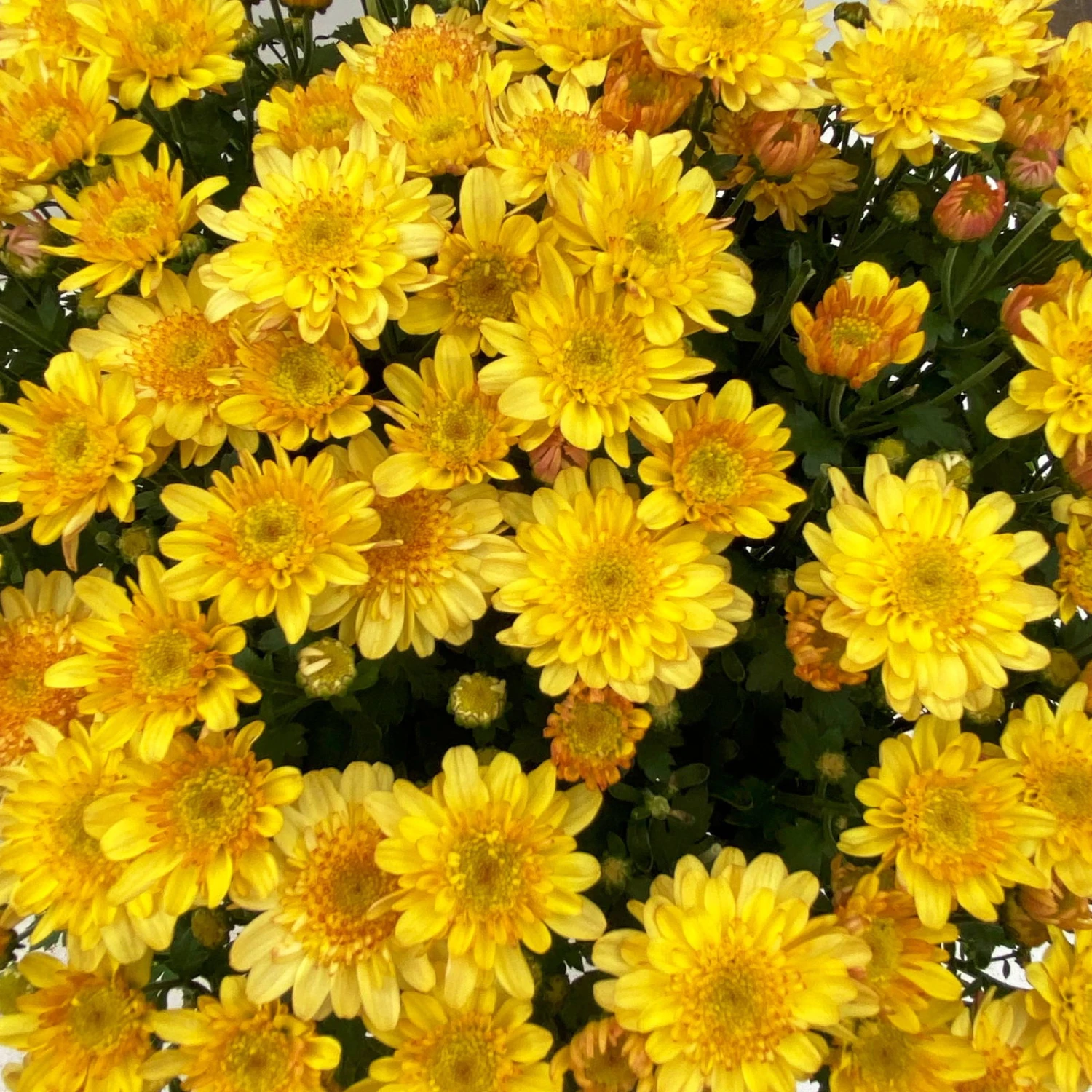 Chrysanthemen 'Amarena Orange', Gelb-bronze, Topf-Ø 14 Cm, 4er-Set 5 Chrysanthemen 'Amarena Orange', Gelb-bronze, Topf-Ø 14 Cm, 4er-Set – Bild 5