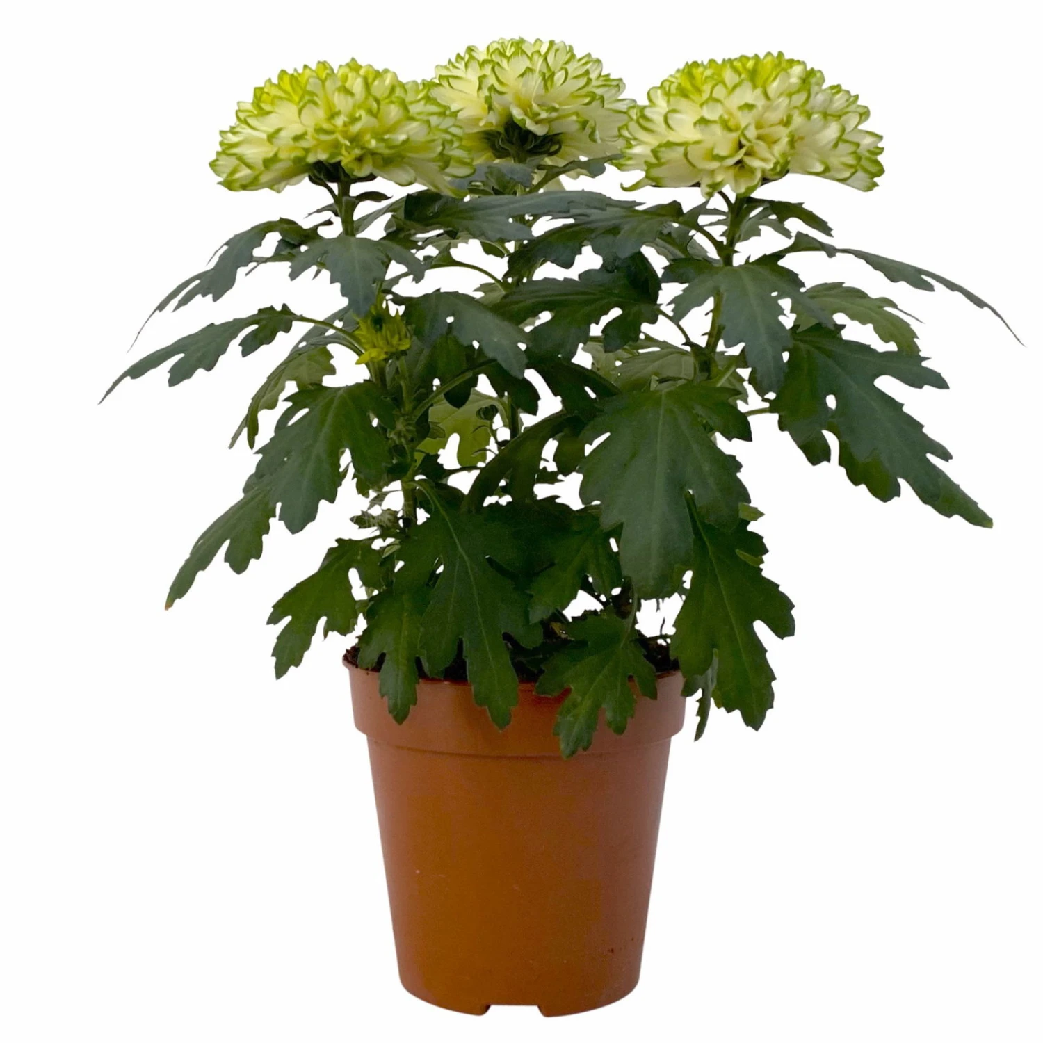 Chrysantheme 'Chrysanne® Zembla Next Lime' Grün-weiß Großbl. Topf-Ø 13cm 3er-Set 2 Chrysantheme 'Chrysanne® Zembla Next Lime' Grün-weiß Großbl. Topf-Ø 13cm 3er-Set – Bild 2