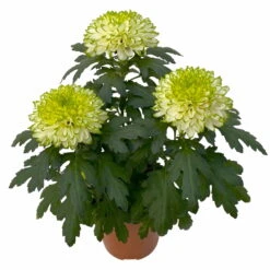 Chrysantheme 'Chrysanne® Zembla Next Lime' Grün-weiß Großbl. Topf-Ø 13cm 3er-Set 10 Chrysantheme 'Chrysanne® Zembla Next Lime' Grün-weiß Großbl. Topf-Ø 13cm 3er-Set -Bio Pflanzen Verkauf 0690140098 0690140099 Chrysanthemum Zembla T13 limone Next Lime 4 115293