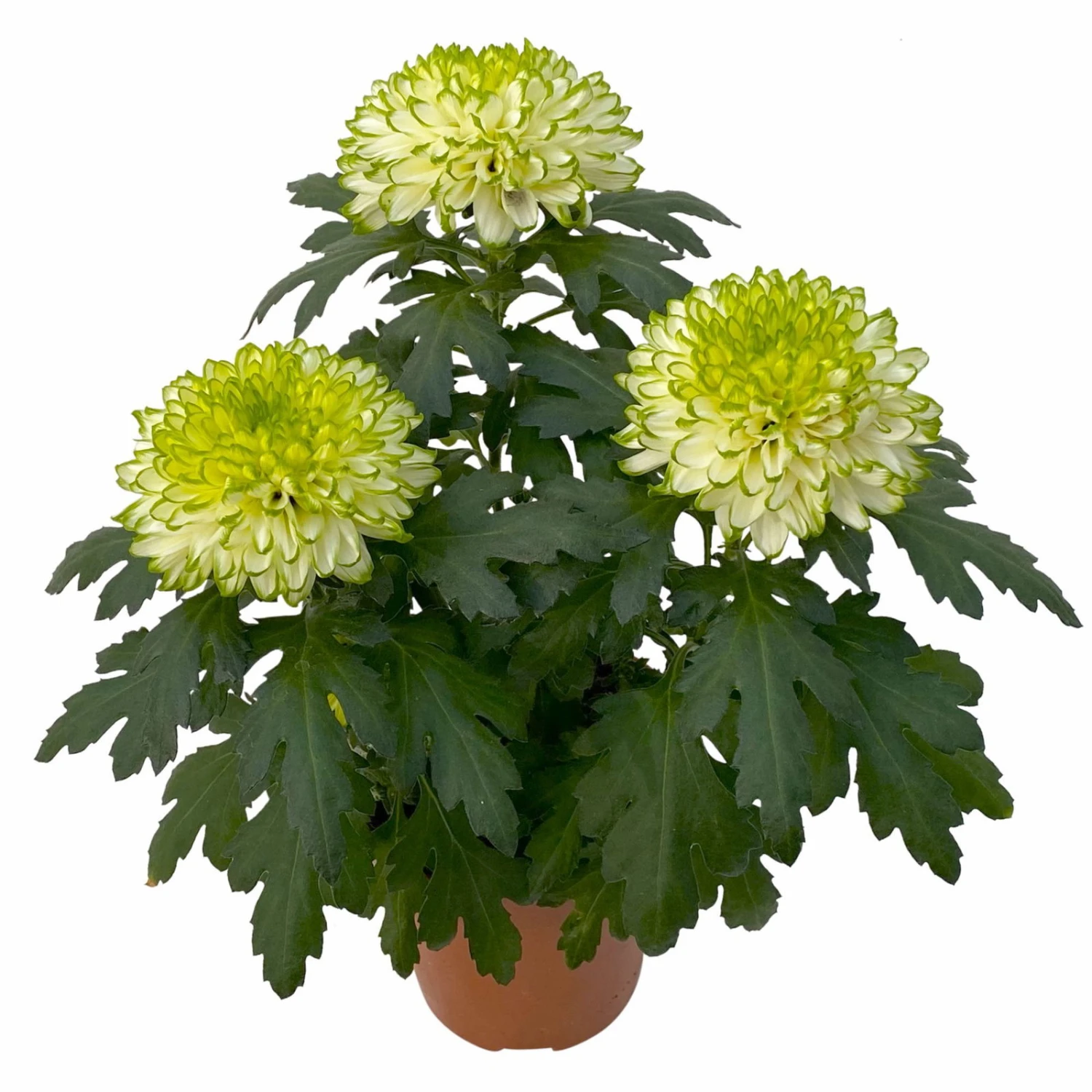 Chrysantheme 'Chrysanne® Zembla Next Lime' Grün-weiß Großbl. Topf-Ø 13cm 3er-Set 3 Chrysantheme 'Chrysanne® Zembla Next Lime' Grün-weiß Großbl. Topf-Ø 13cm 3er-Set – Bild 3