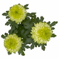 Chrysantheme 'Chrysanne® Zembla Next Lime' Grün-weiß Großbl. Topf-Ø 13cm 3er-Set 11 Chrysantheme 'Chrysanne® Zembla Next Lime' Grün-weiß Großbl. Topf-Ø 13cm 3er-Set -Bio Pflanzen Verkauf 0690140098 0690140099 Chrysanthemum Zembla T13 limone Next Lime 5 115294